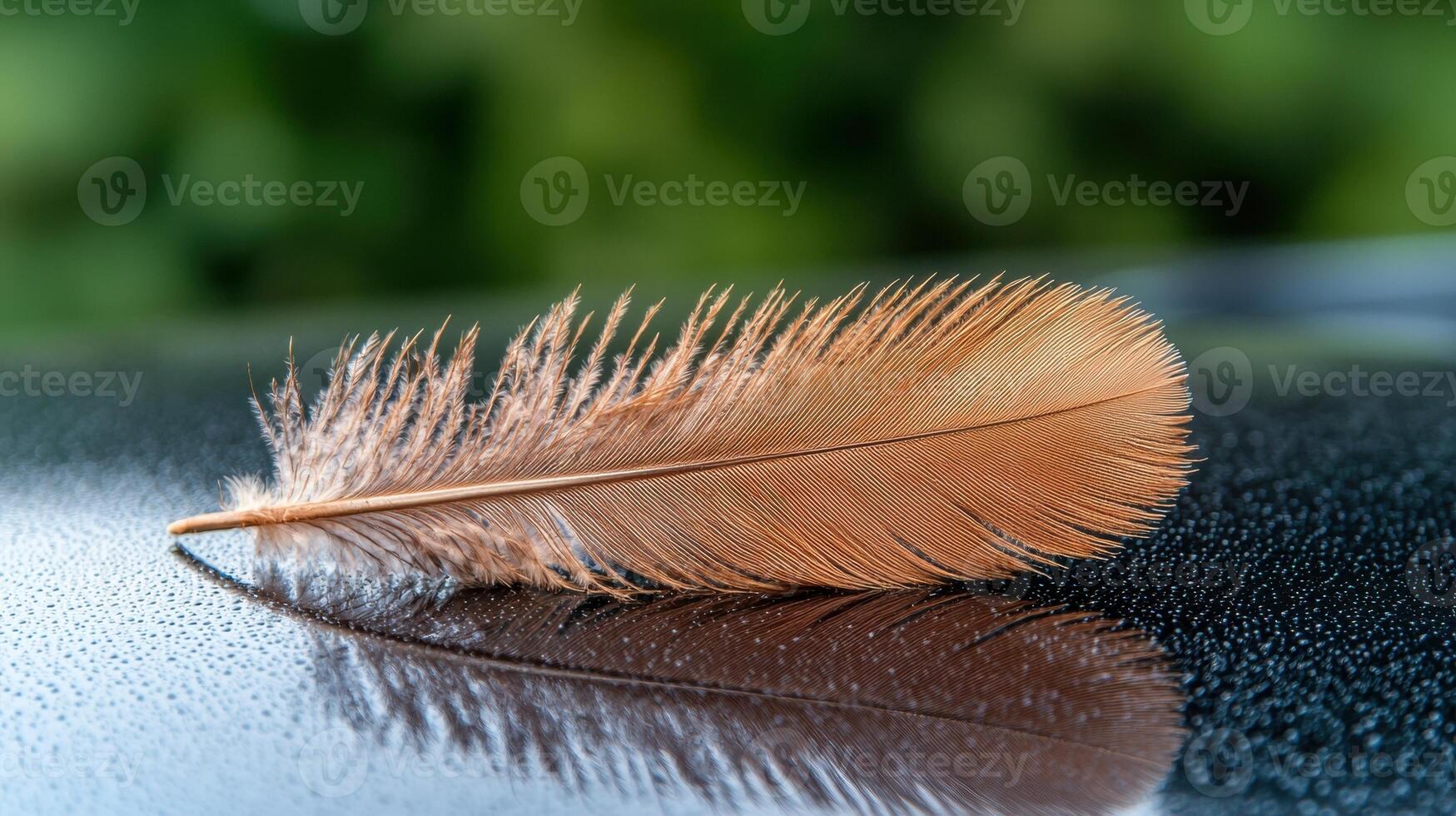 Single brown feather on a wet black surface with reflection photo