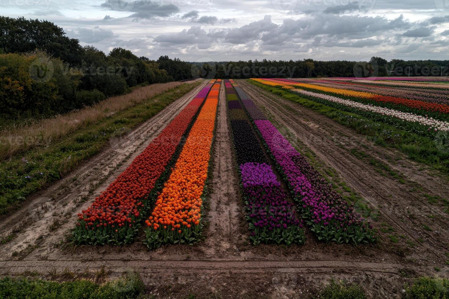 Aerial view of colorful tulip fields in rows photo