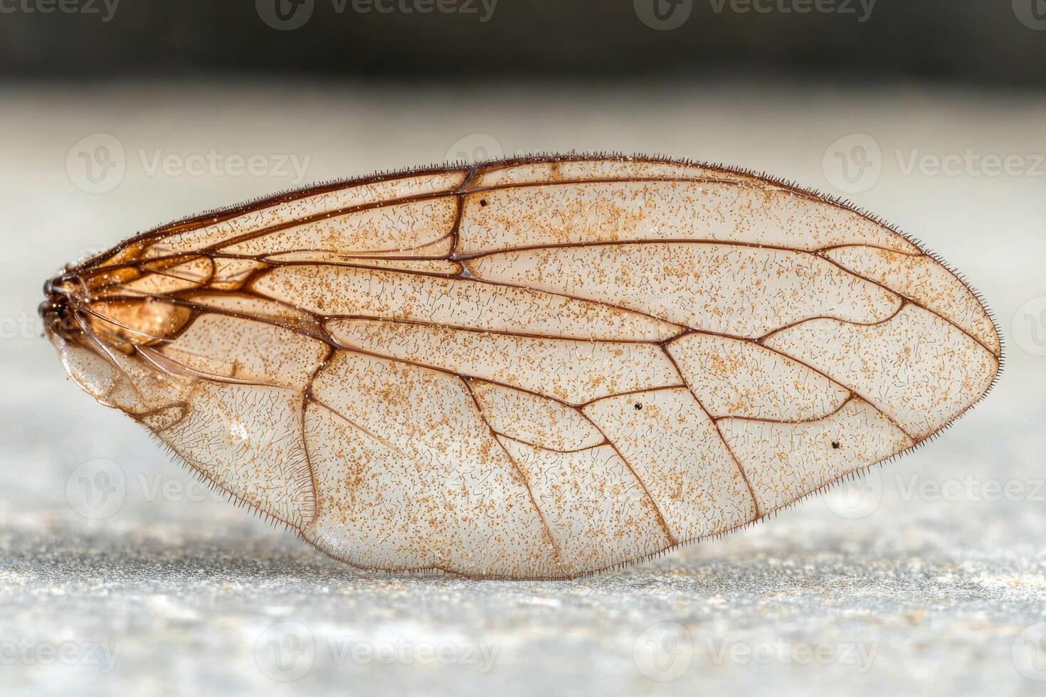 Close up of a delicate insect wing with intricate veins and textures photo