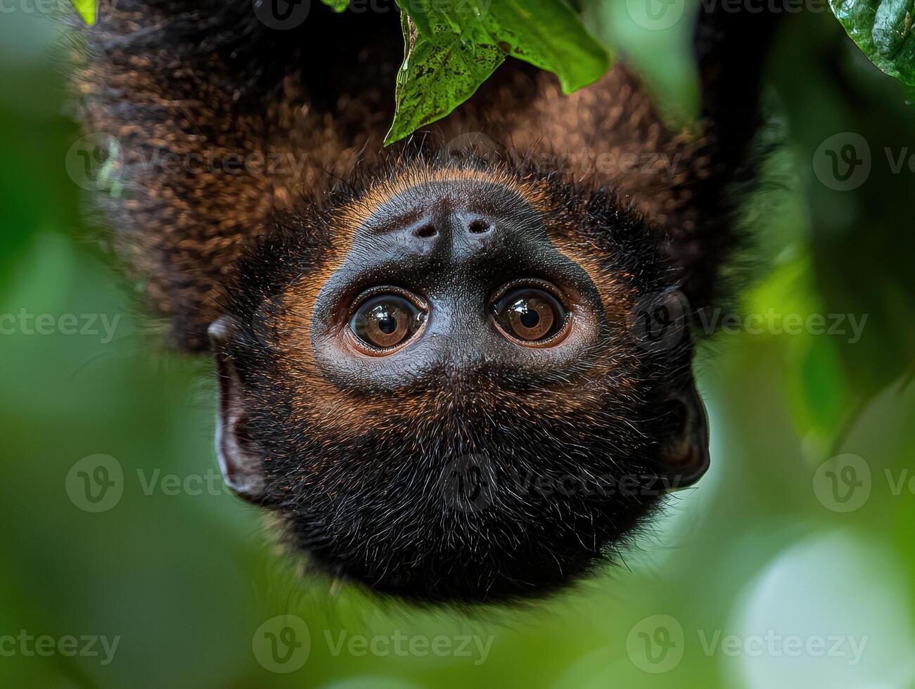 Close up of a curious monkey hanging upside down from a tree branch in a lush green forest photo