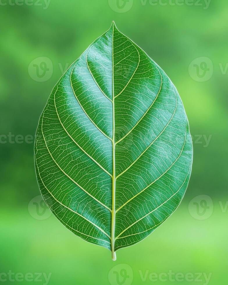 Close up of a vibrant green leaf with intricate vein details against a blurred green background photo