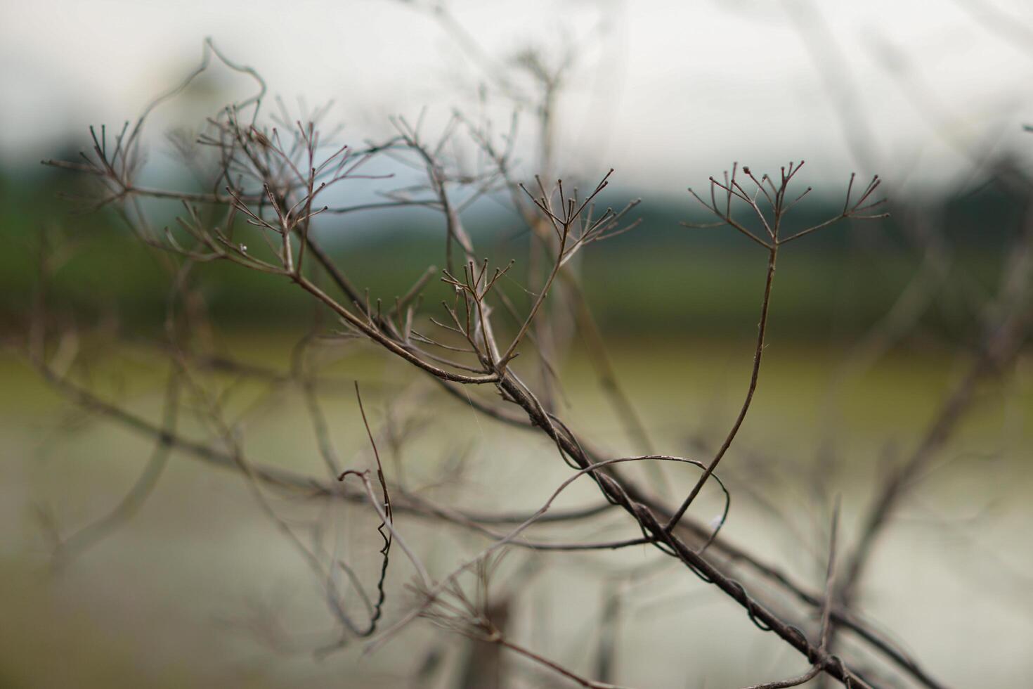 Dry branches of a dead tree with a blurred background photo