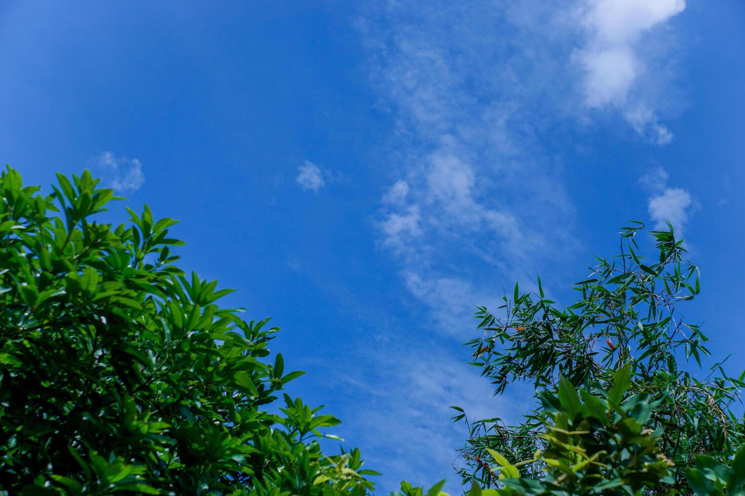 Cloudy sky view and green leaves photo