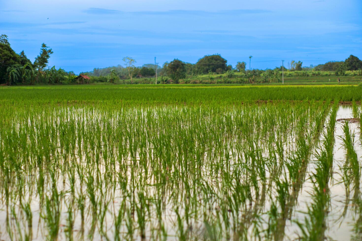 Portrait of a rice field landscape with blue sky in the background photo