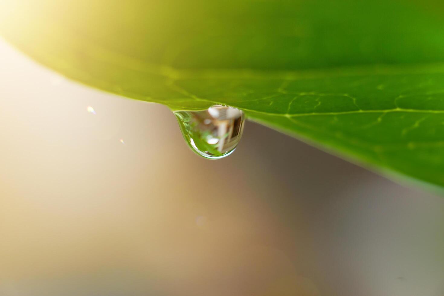 A close-up of a water droplet hanging from a green leaf, illuminated softly. photo