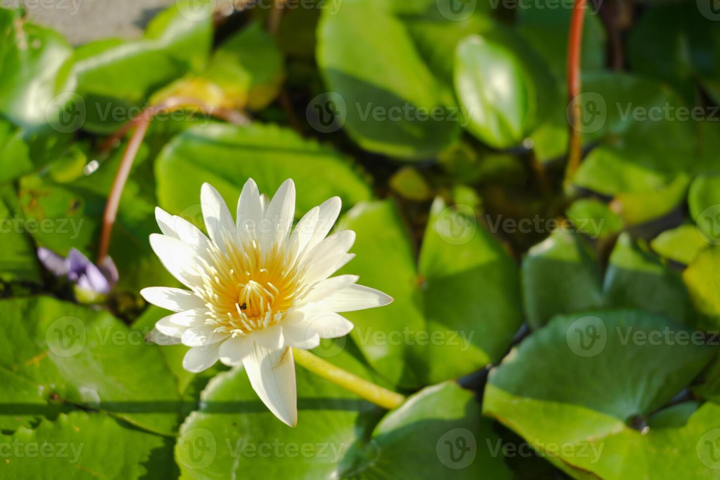 Closeup of a beautiful white lotus flower in full bloom against a background of green lily pads in water pond photo