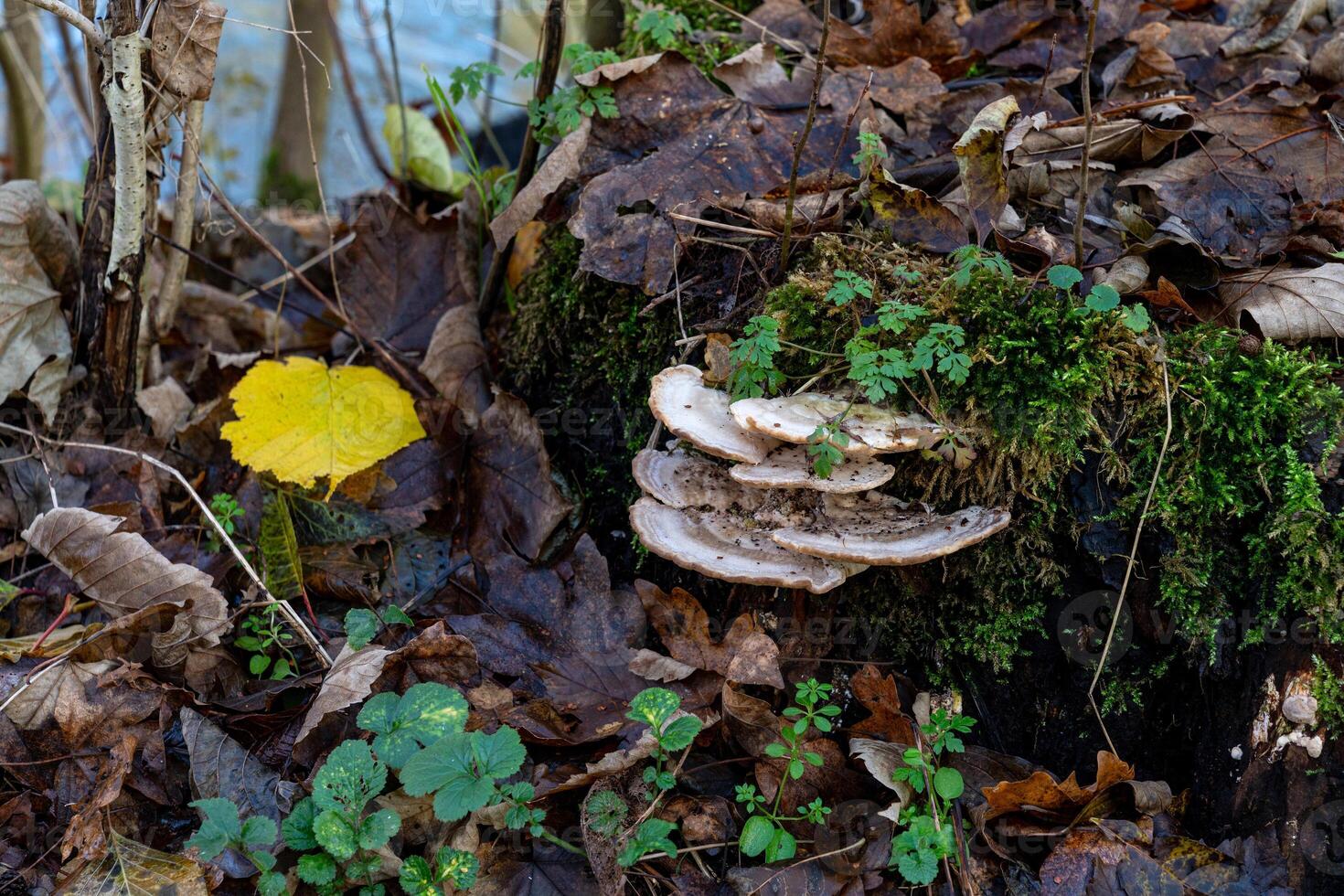 White mushrooms thrive on top of an old, moss-covered stump surrounded photo