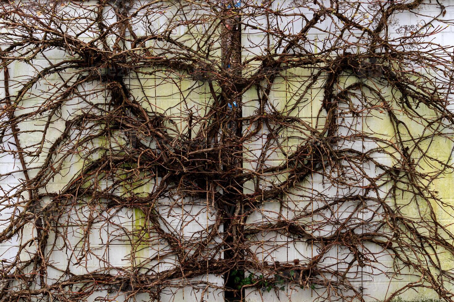 Intricate vine pattern on a wall showcasing nature's design photo