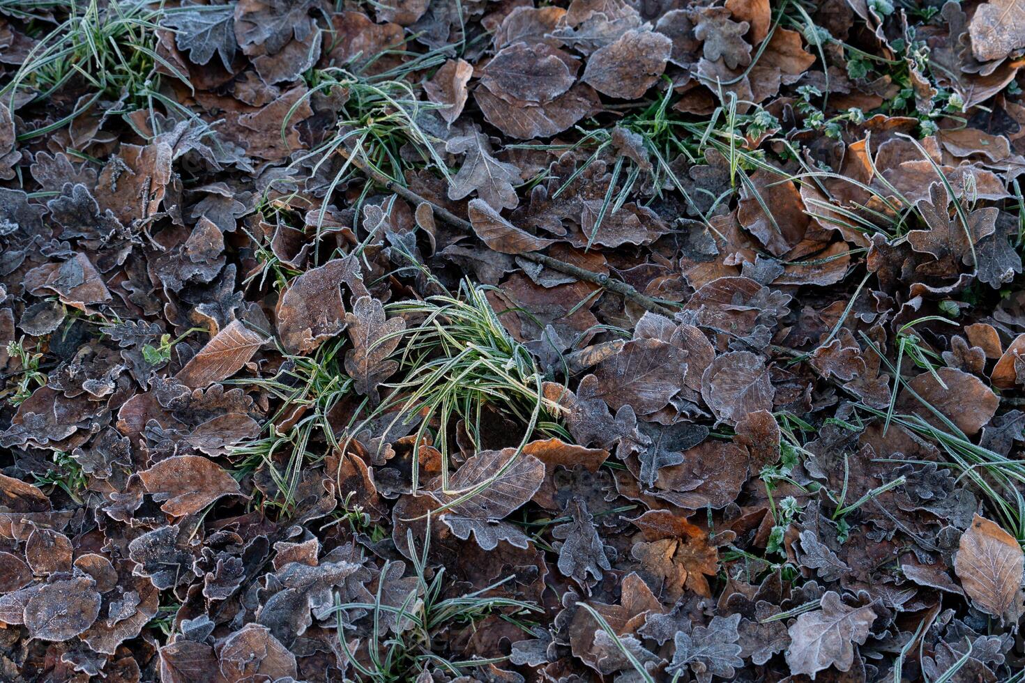 Frost-covered leaves and grass in a chilly morning landscape photo