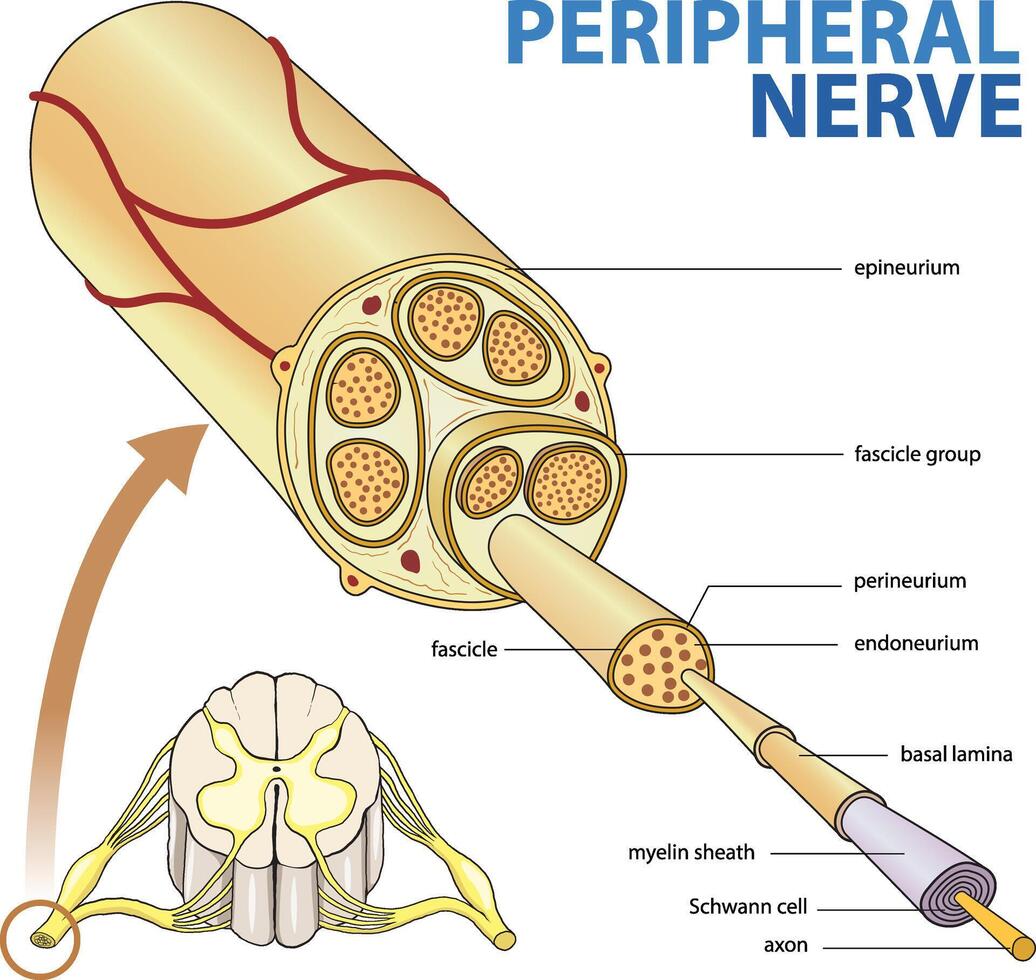 illustration of peripheral nerve diagram vector
