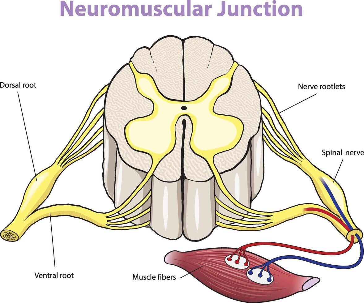 illustration of neuromuscular junction diagram vector