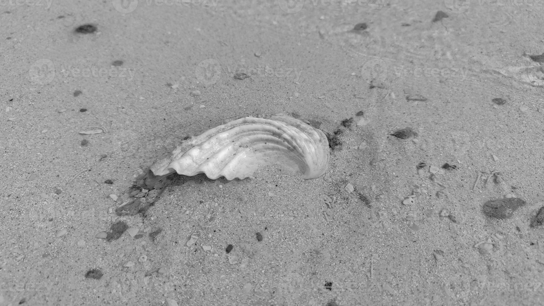 Top view of a sandy beach with collection of seashells and starfish as natural textured background for aesthetic summer design photo