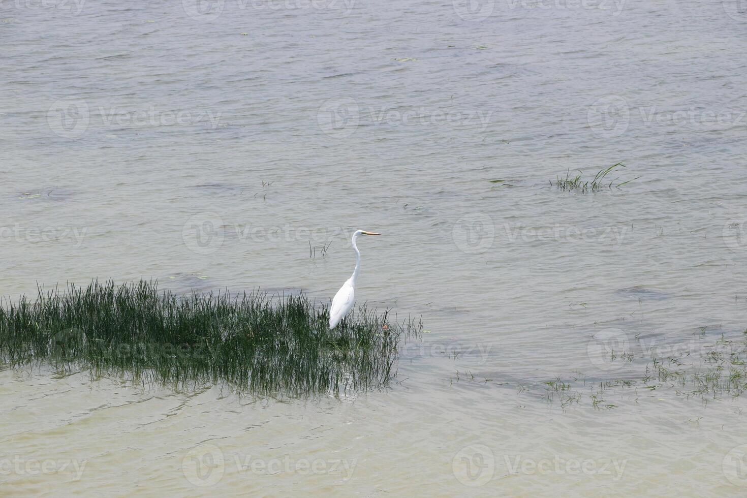 The eastern great egret is a species of heron from the genus Ardea, usually considered a subspecies of the great egret. photo