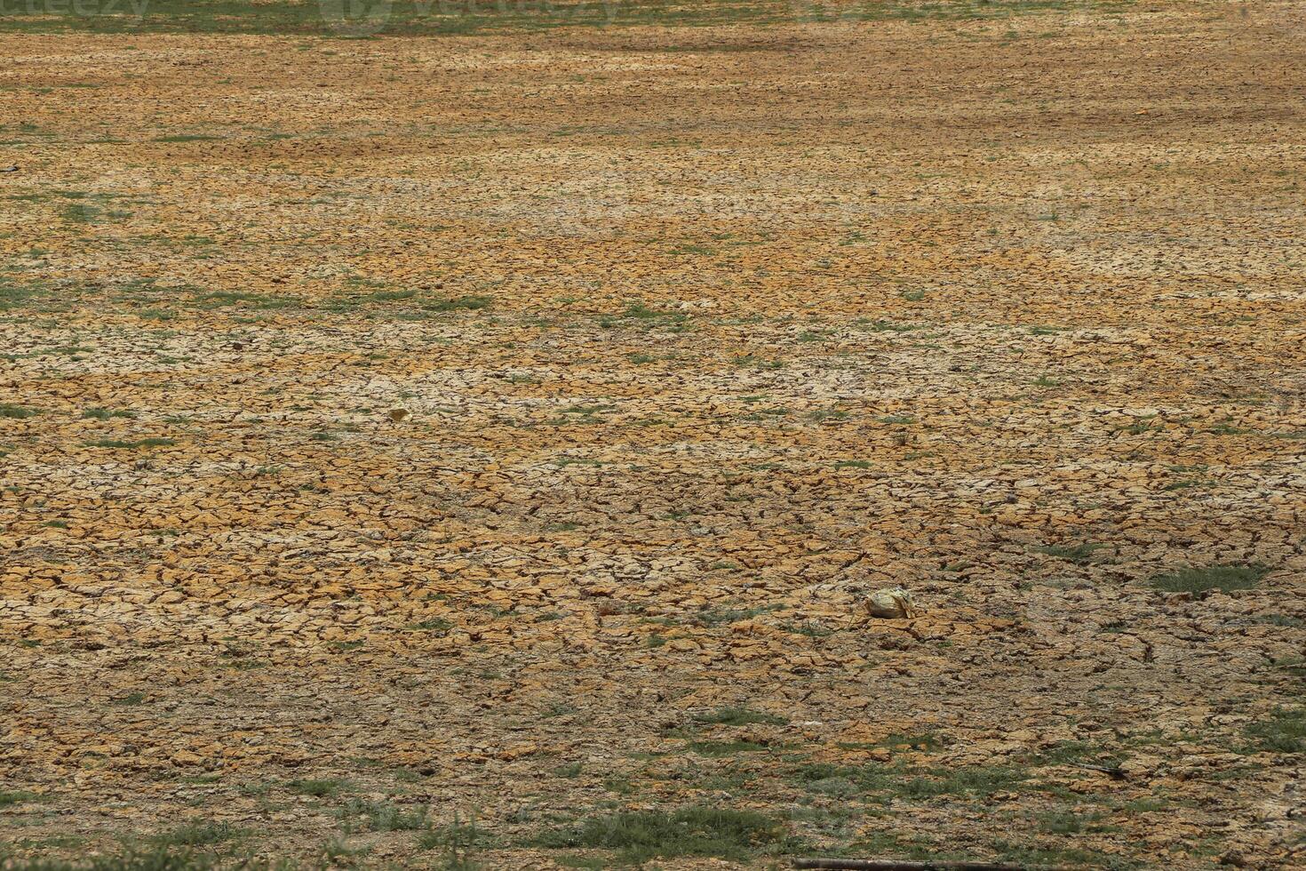 A dry tree from drought in the middle of a field with cracked ground from lack of water. Preserve an environment from drought. photo