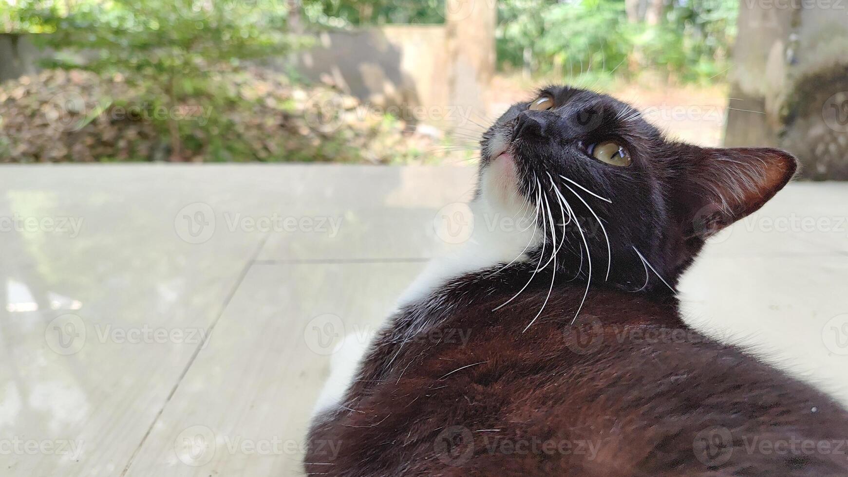 Grey Cat street Portrait face look front camera on blurred background. Focus on nearest eye photo