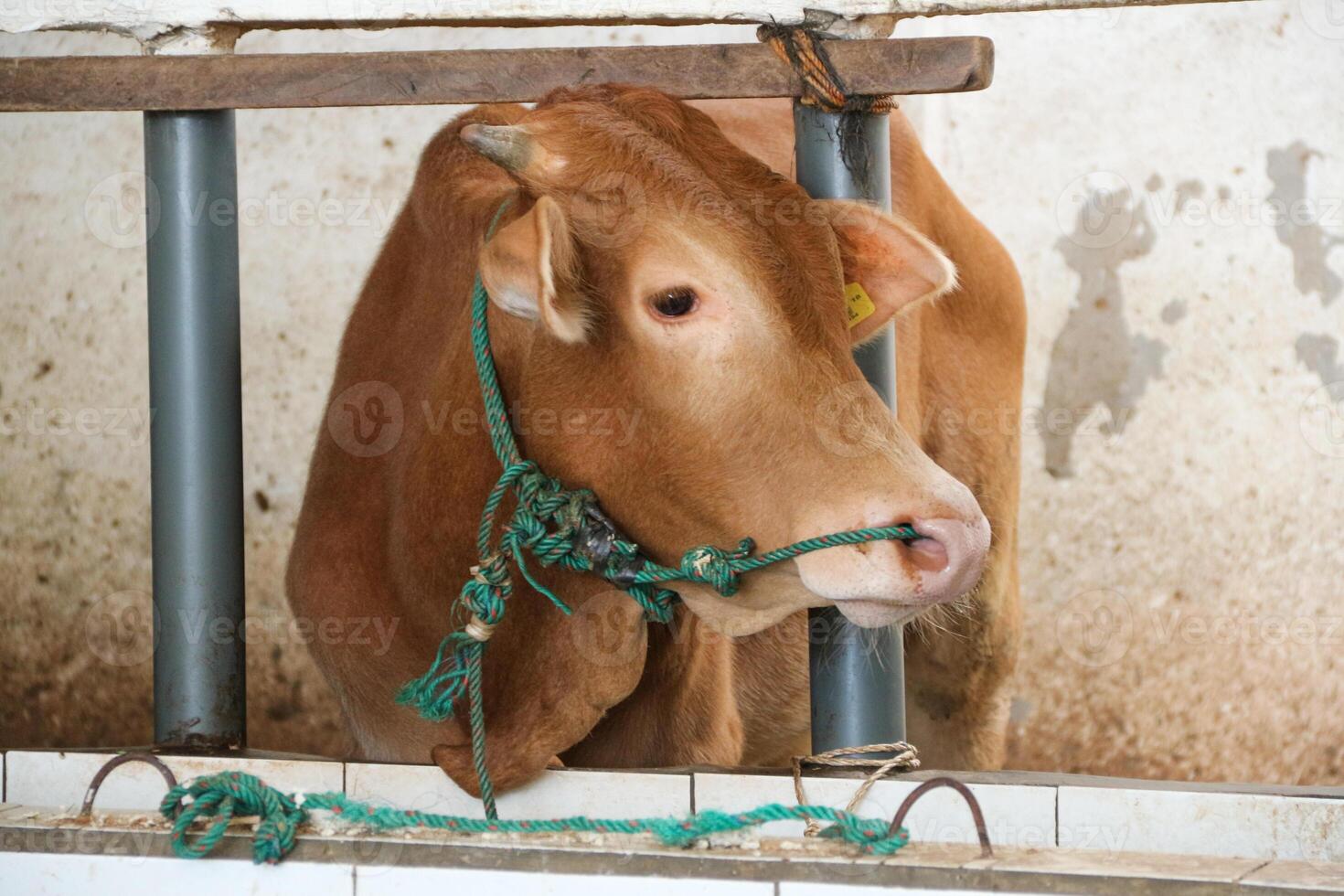 A healthy, plump cow ready for sacrifice, its meat to be distributed to the local community on the Islamic holiday of Eid al-Adha. photo