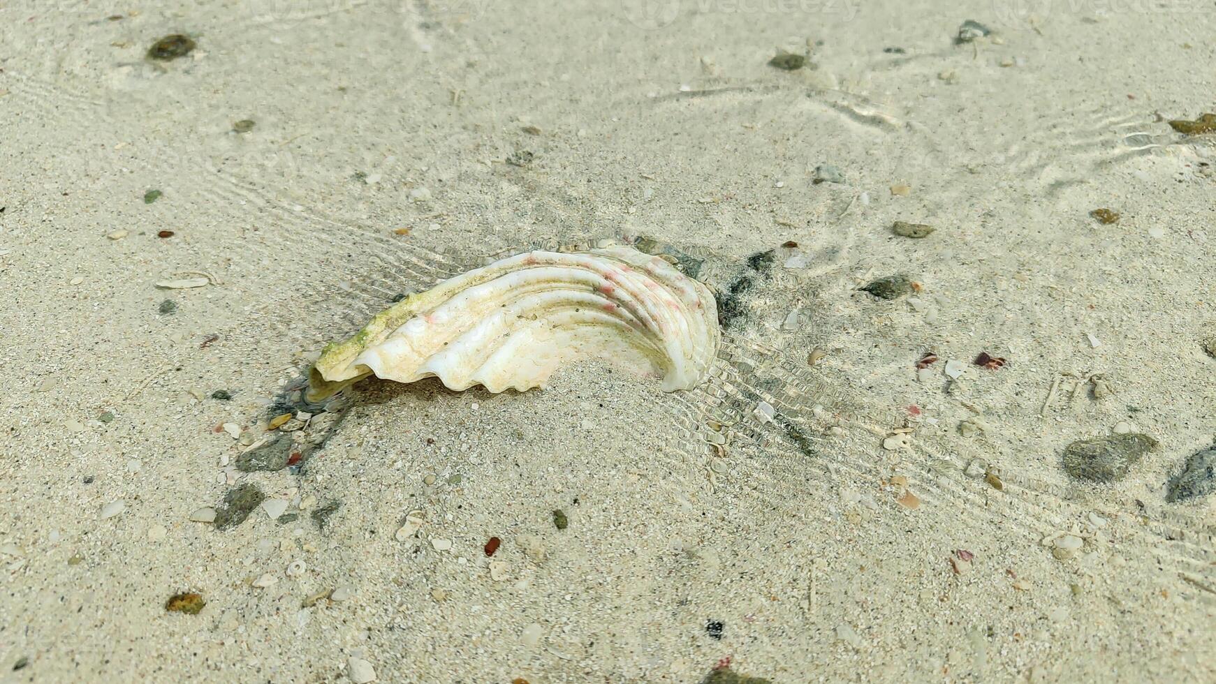 Top view of a sandy beach with collection of seashells and starfish as natural textured background for aesthetic summer design photo