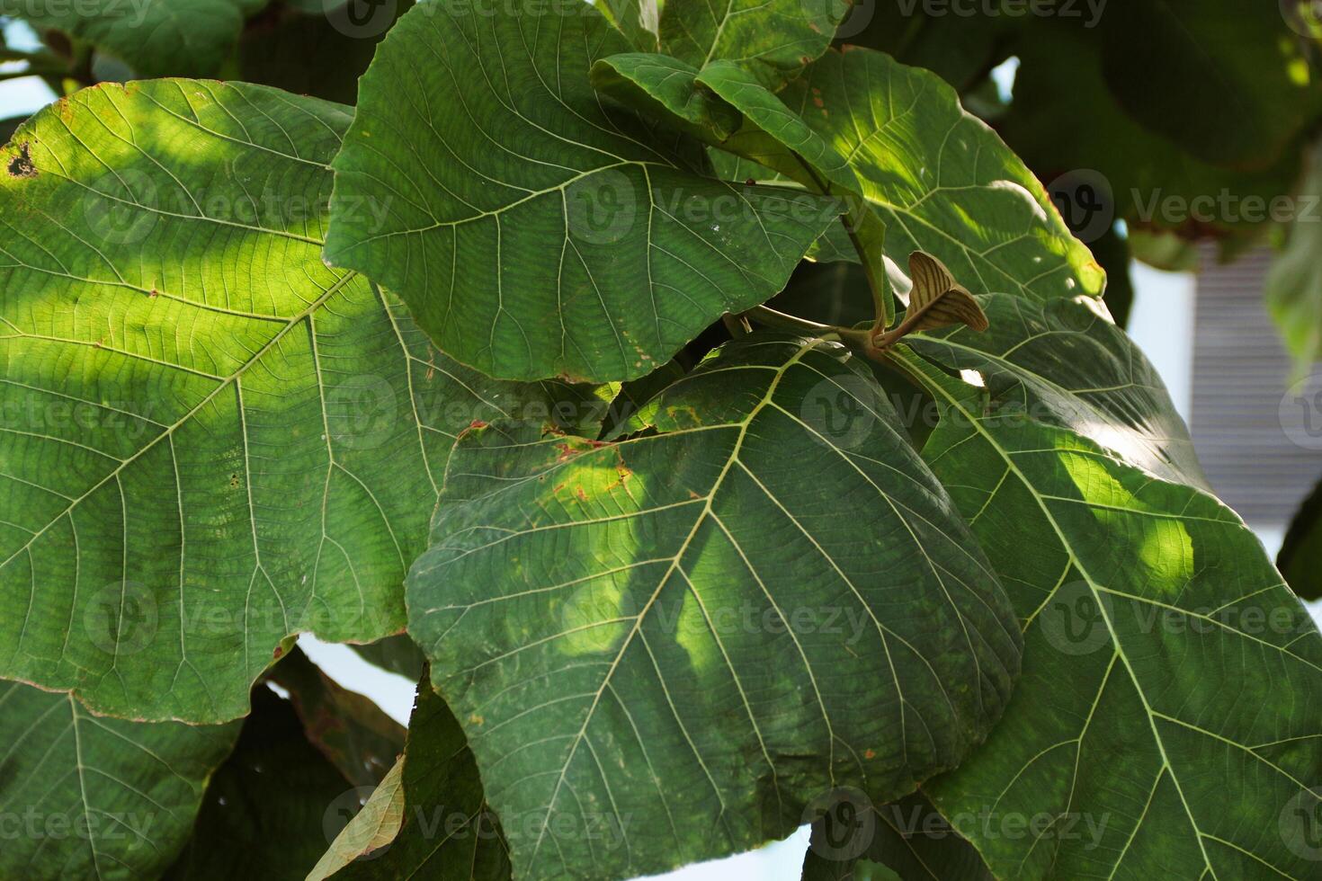 Young teak top leaves and trunk cut out with clipping paths on white background photo