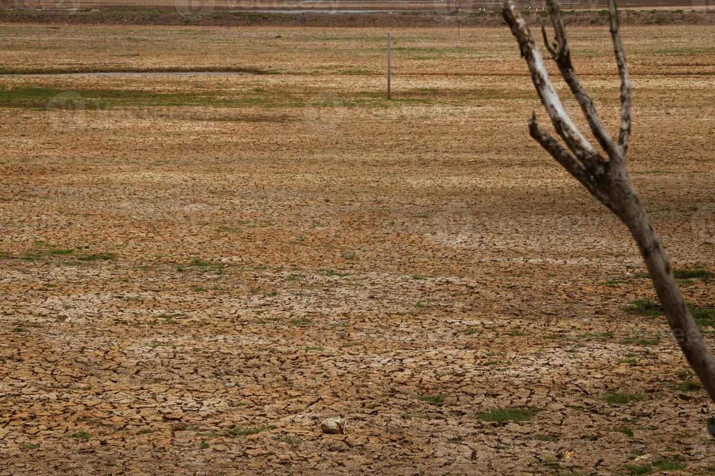A dry tree from drought in the middle of a field with cracked ground from lack of water. Preserve an environment from drought. photo
