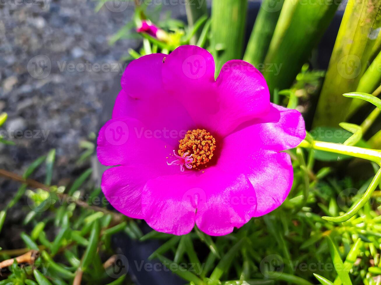 Close-Up of Vibrant Pink Moss Rose Flower photo