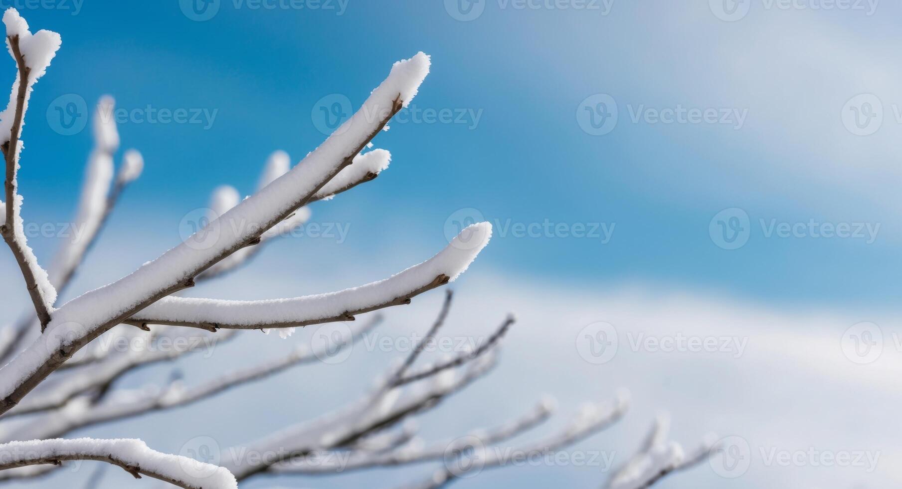 A close up of a tree branch with snow on it photo
