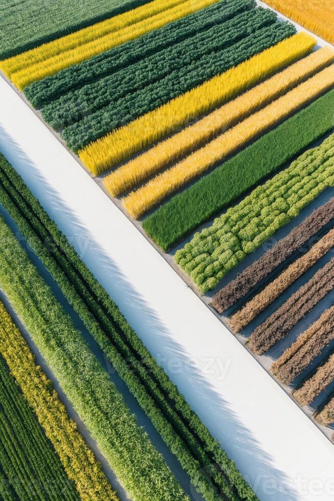 Aerial view of a field of corn and soybeans photo