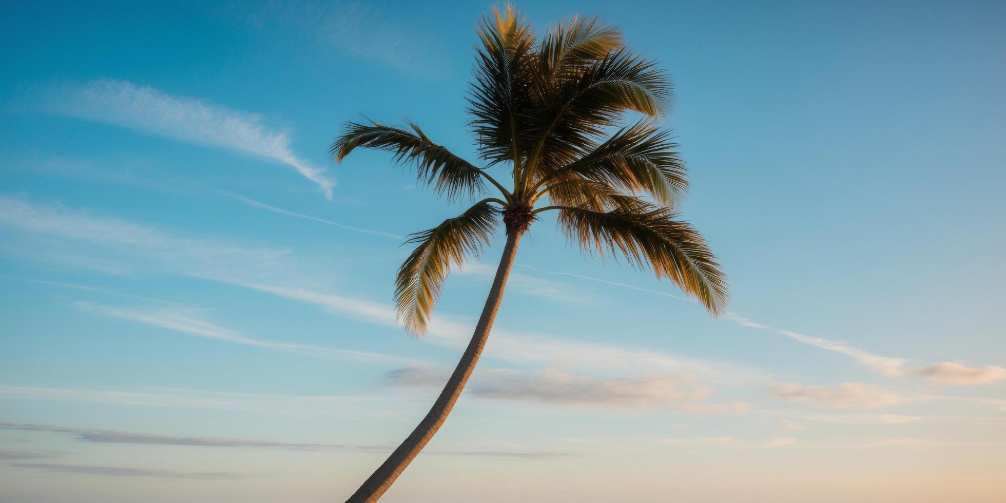 A palm tree on the beach at sunset photo