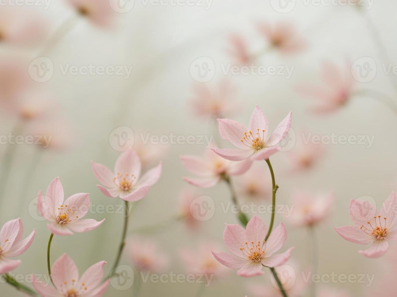 Pink Flower Blossoms with Soft Focus Background. photo