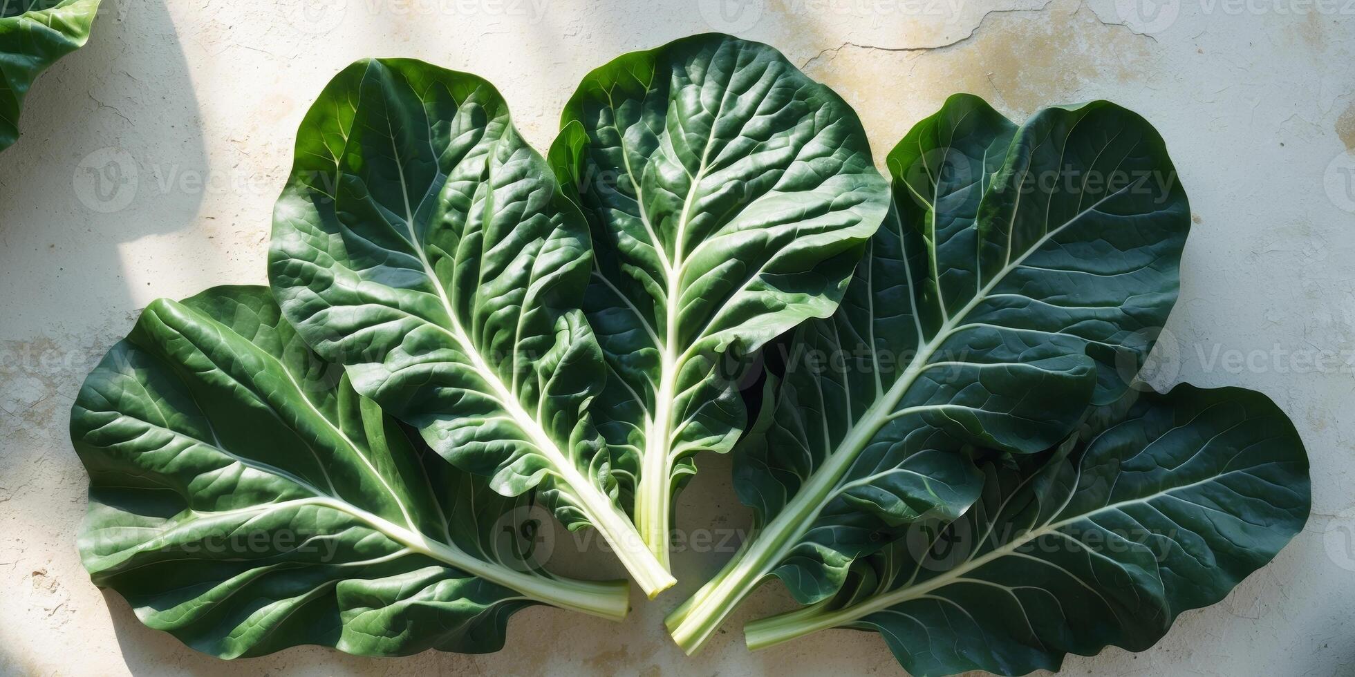A close up of three large green leaves photo