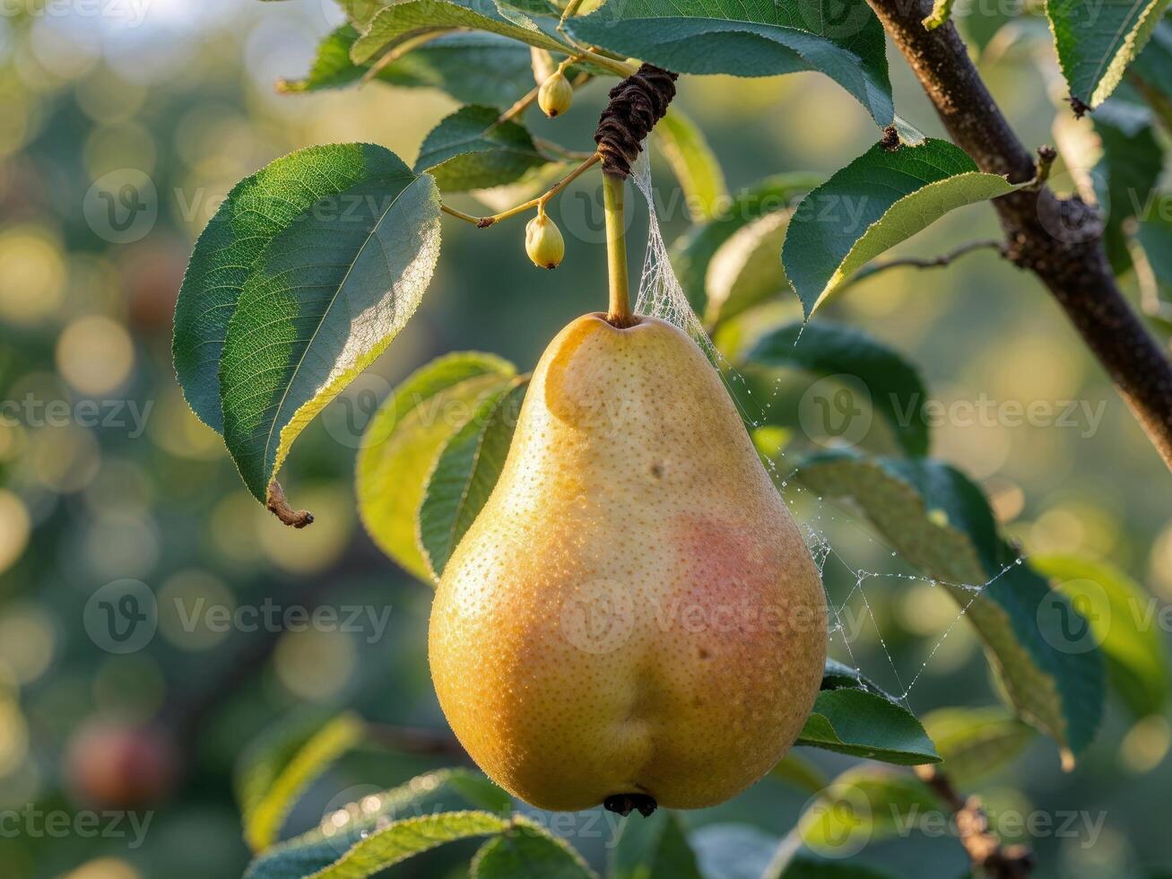 a close up of a ripe pear hanging from a tree illuminated by warm sunlight in a lush orchard photo
