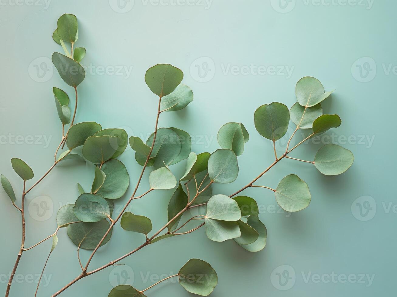Eucalyptus branch with round leaves placed on a soft mint pastel background photo