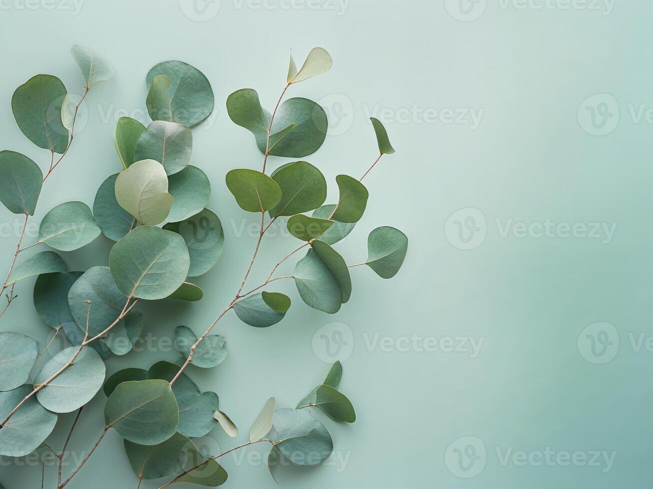 Eucalyptus branch with round leaves placed on a soft mint pastel background photo
