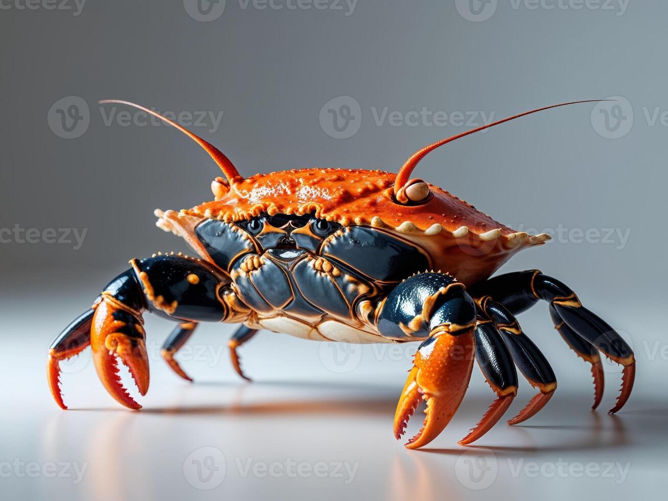 Vibrant Orange and Black Crab Closeup Studio Shot photo
