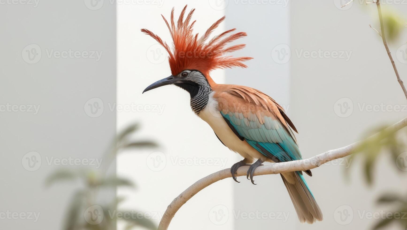 A colorful bird with a long tail sitting on a branch photo