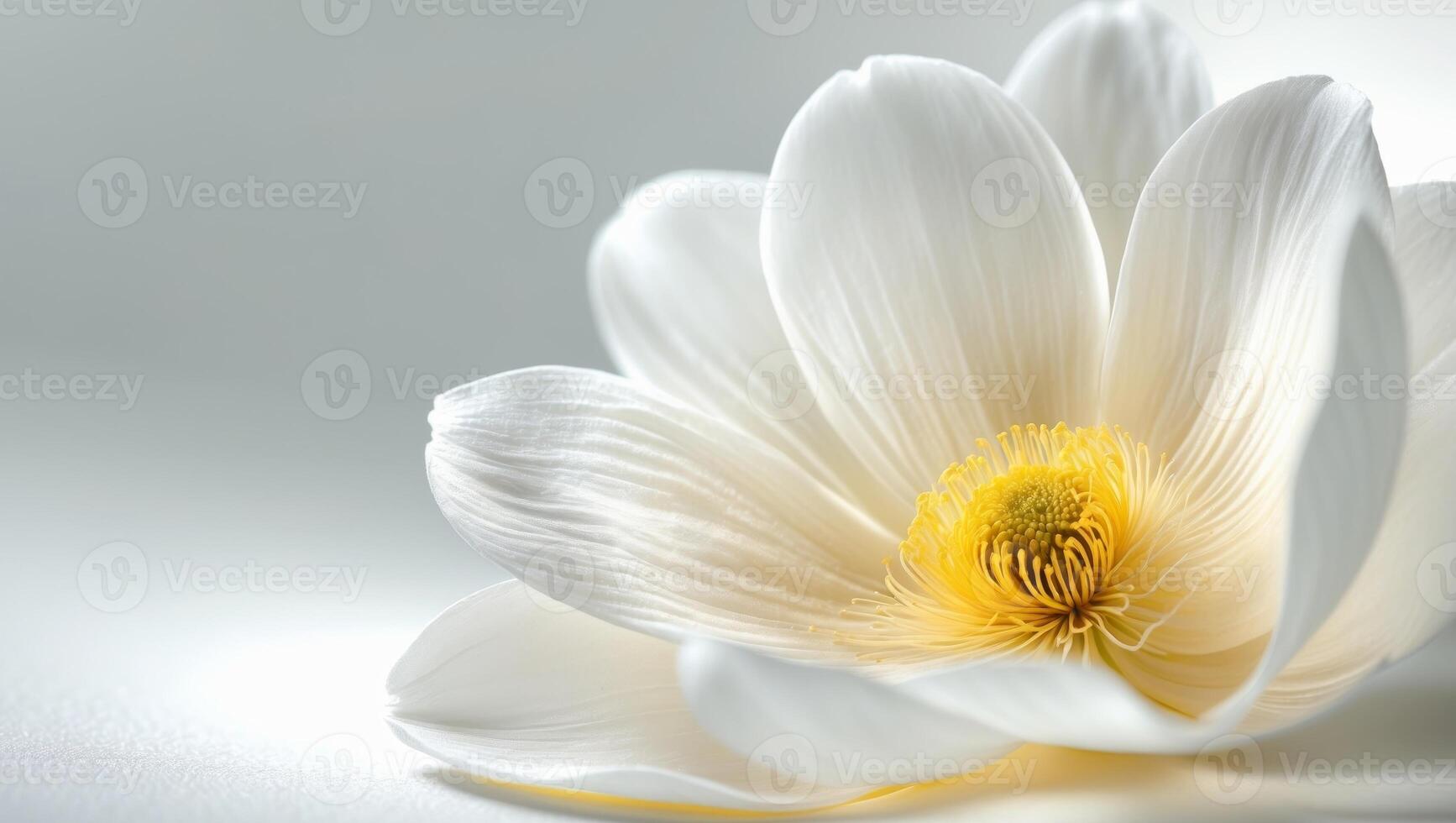 a close up of a white flower with a yellow center photo