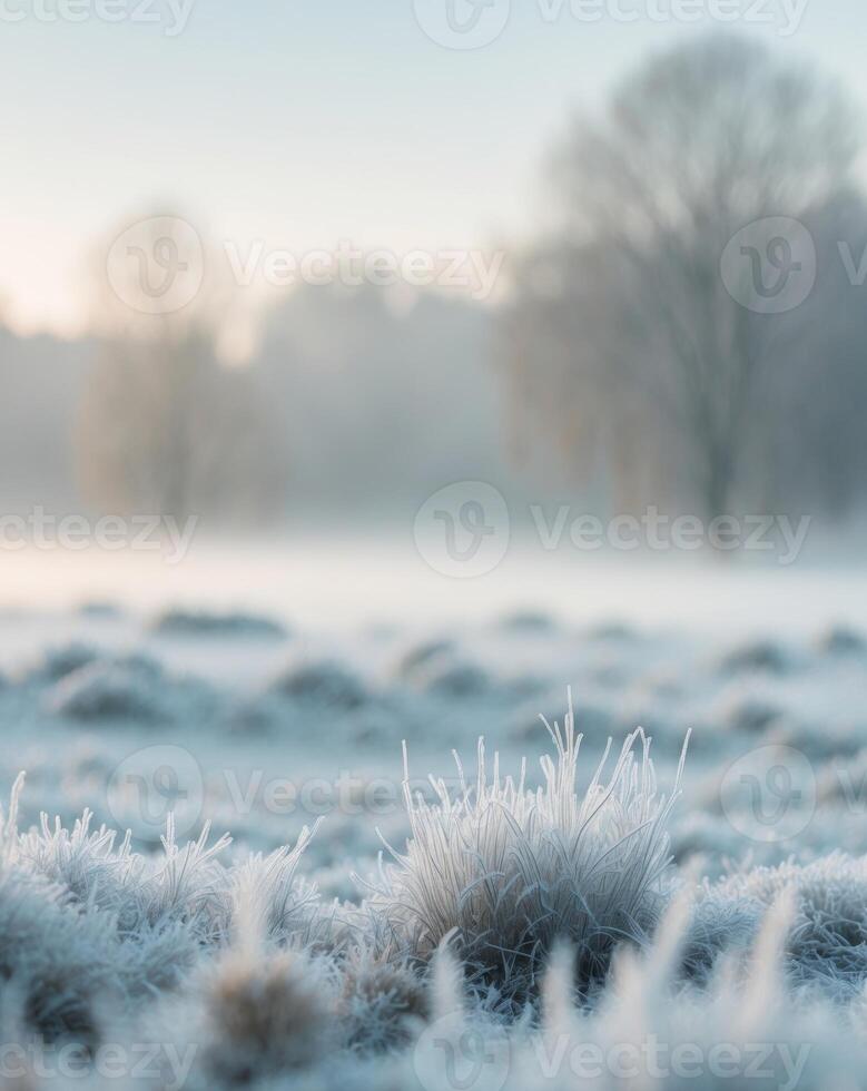A field of frosty grass and trees in the morning photo