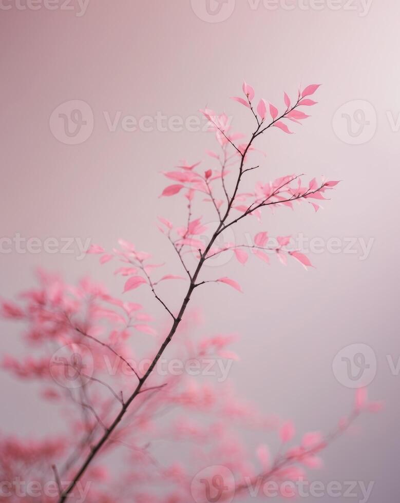 A pink background with a blurry pink tree branch photo