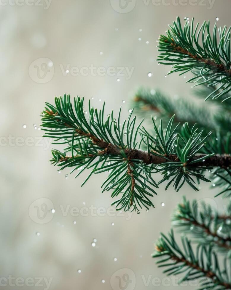 A close up of a pine tree branch with green needles photo