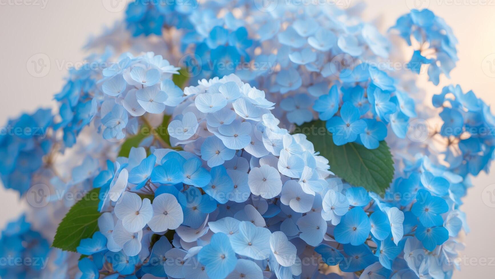 A close up of a bunch of blue flowers photo