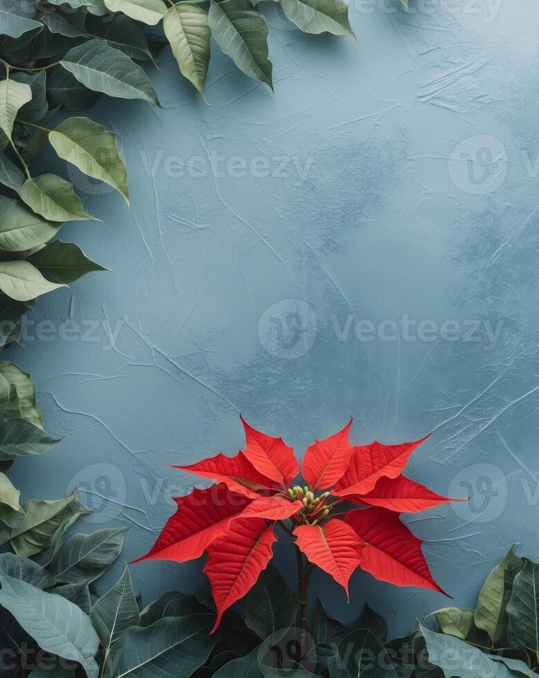 Elegant Red Poinsettia and Green Foliage Border on Blue Textured Background photo