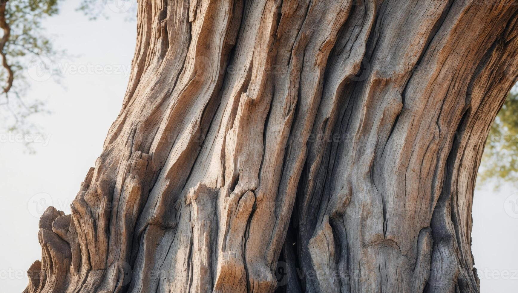 the rough textured bark of an ancient oak tree marked by years o photo