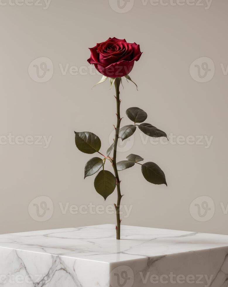 Single Red Rose on Elegant Marble Surface for Minimal Design Background photo