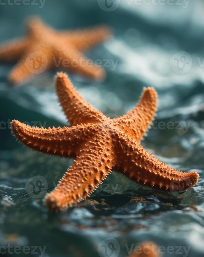 Textured Orange Starfish from Ocean Depths photo