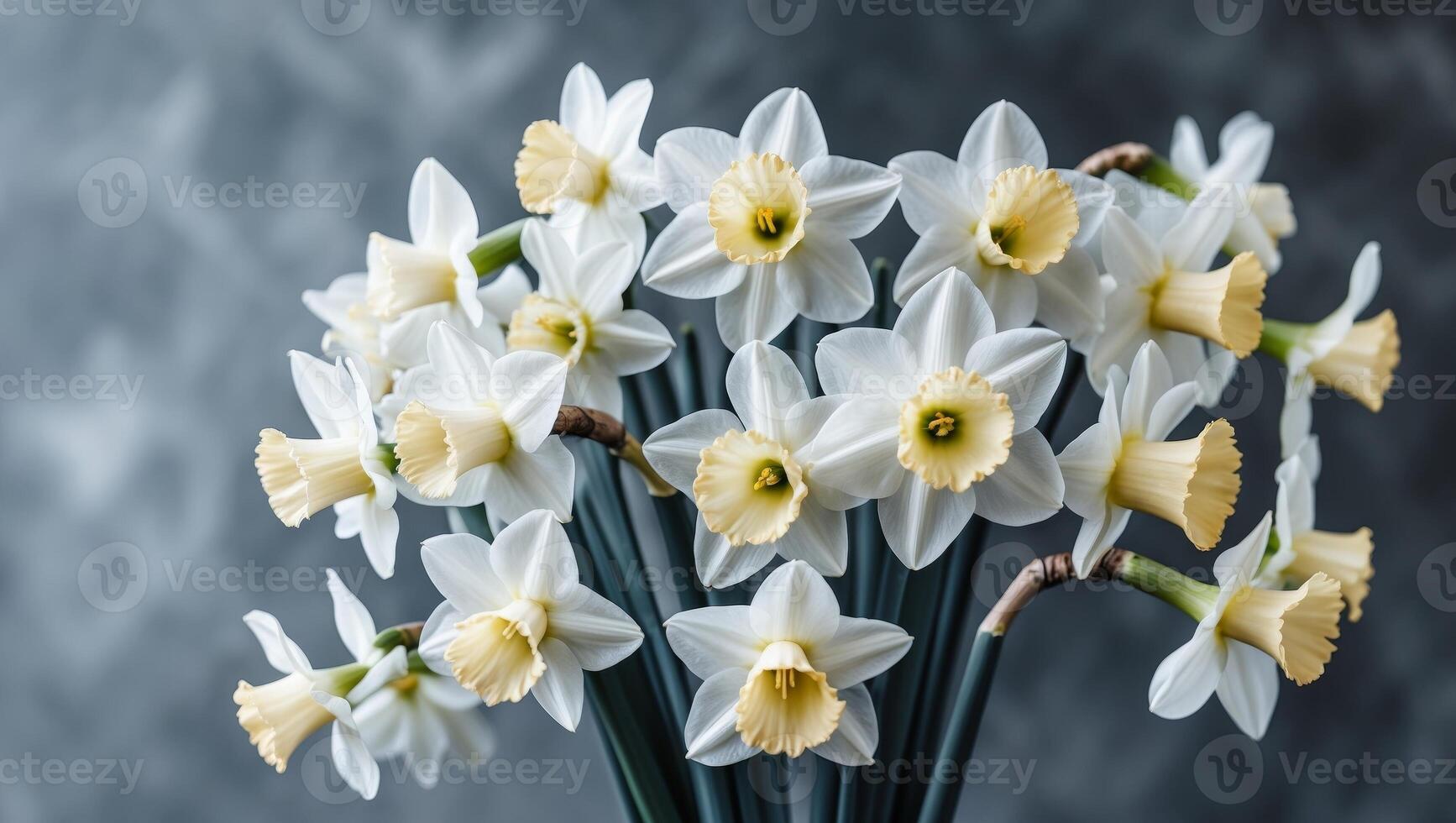 White daffodils in bloom on a dark slate background photo