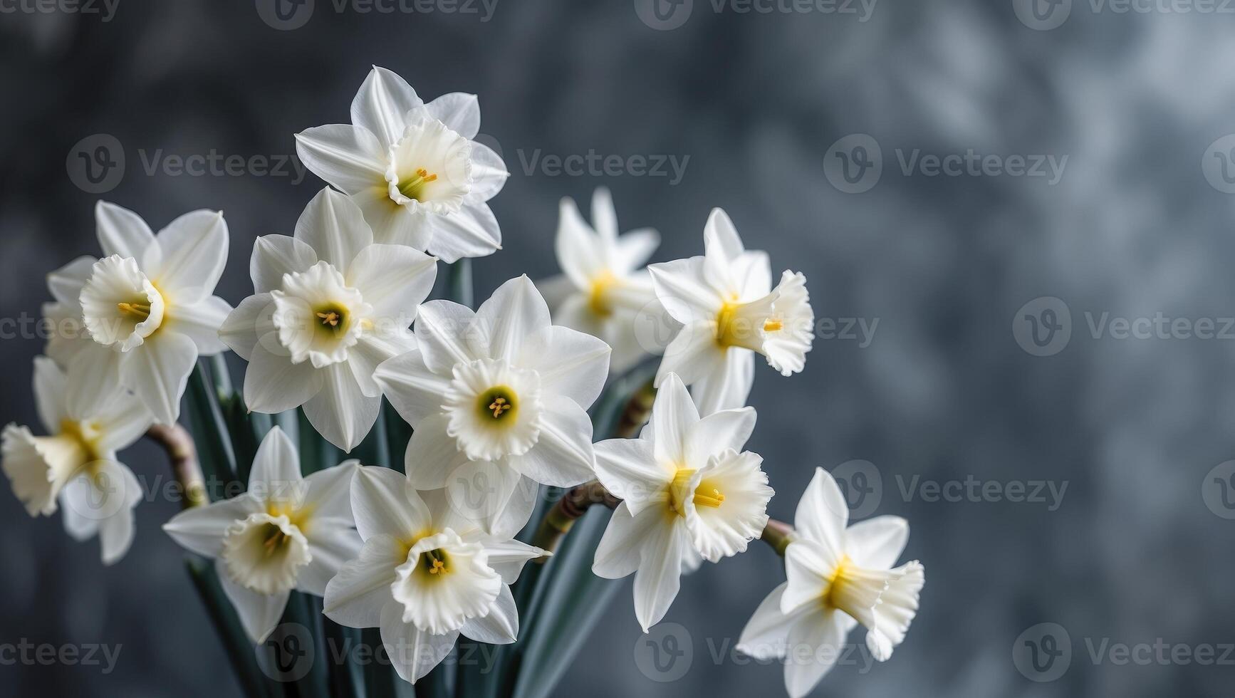 White daffodils in a vase on a gray background photo