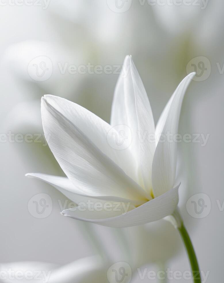 Macro shot of white flower petals creating a soft and dreamy backdrop photo