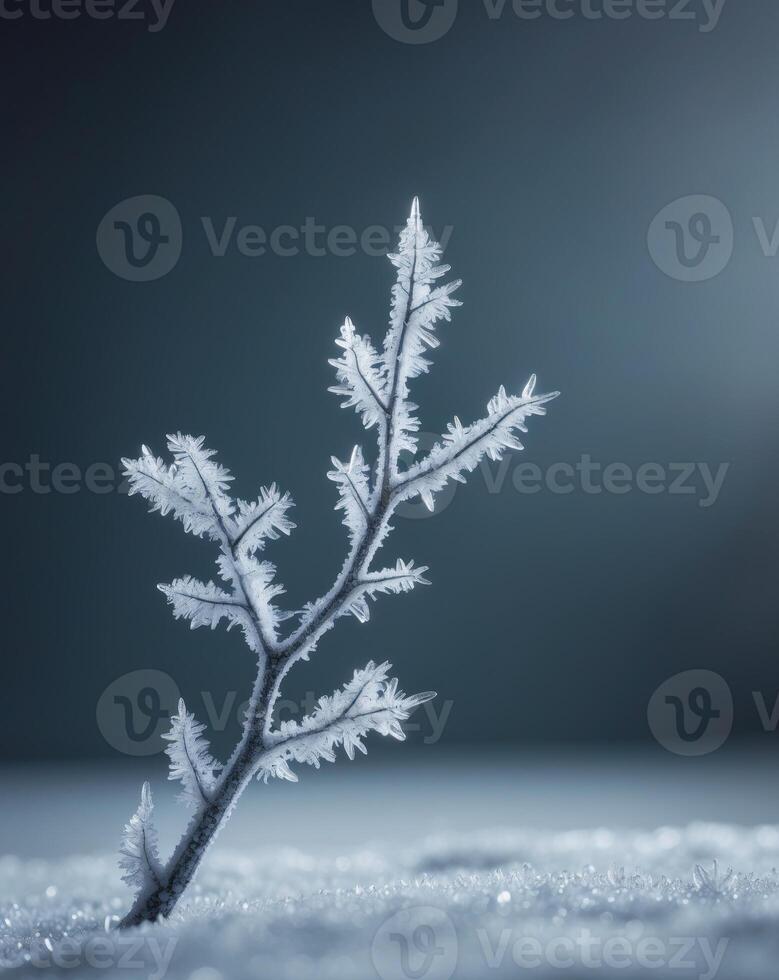 a branch with ice crystals on it in the dark photo