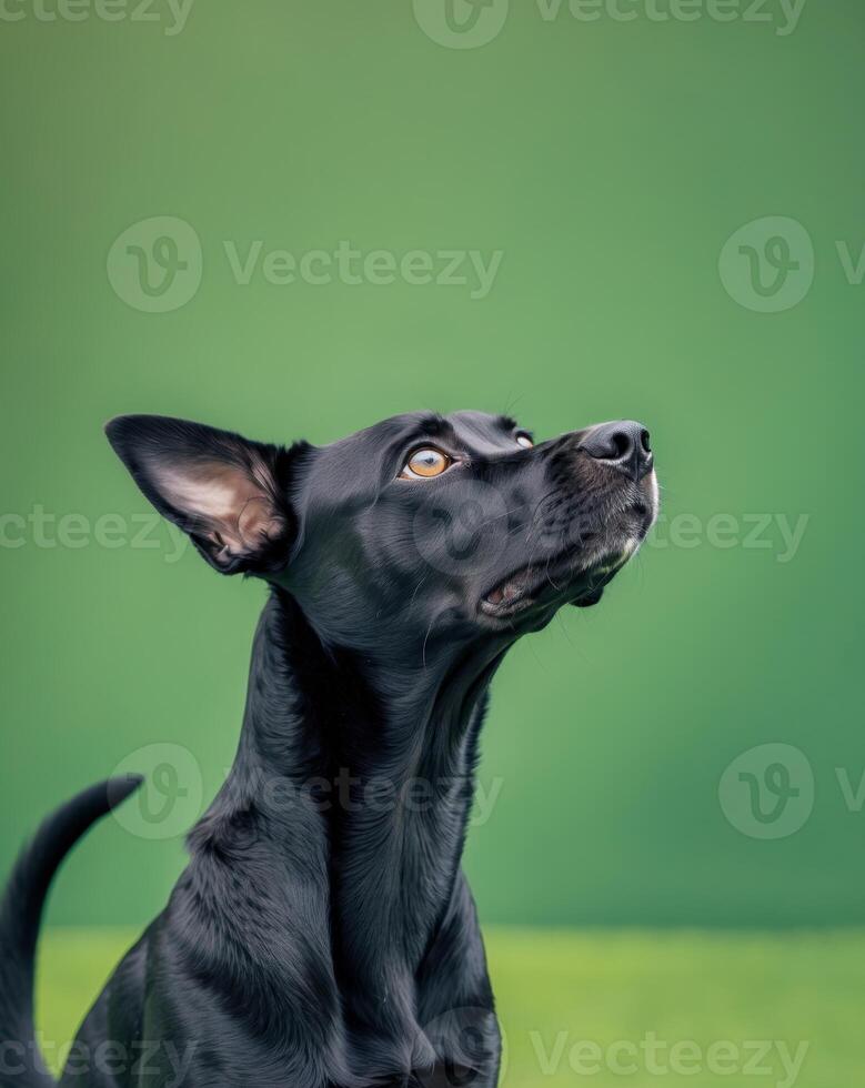 A black dog looking up at the sky with a green background photo