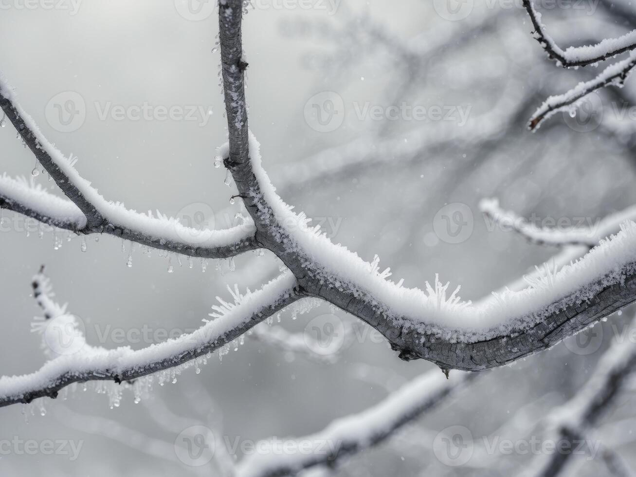 A snow covered tree branch with frost on it photo