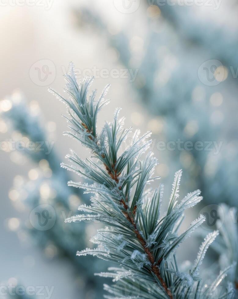 Frosty pine branches with snow on them photo